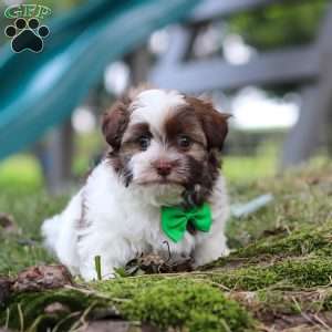 Alex, Havanese Puppy